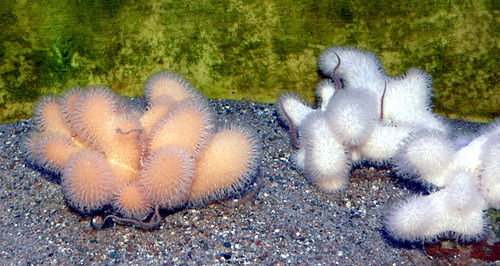 Alcyonium digitatum